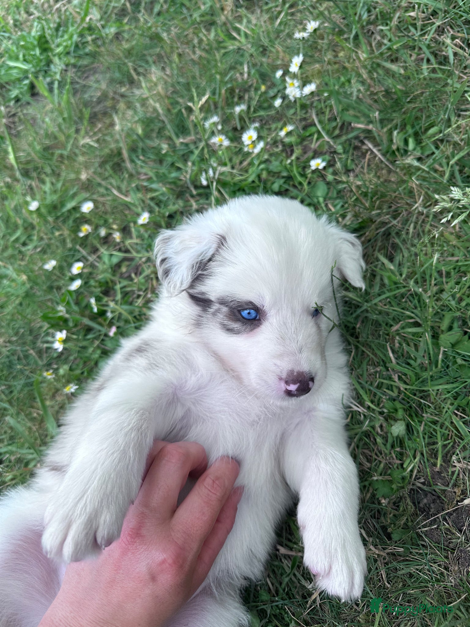 Border Collie honden te koop: Mooie speciale lieve Merle puppies - Advertentie 34