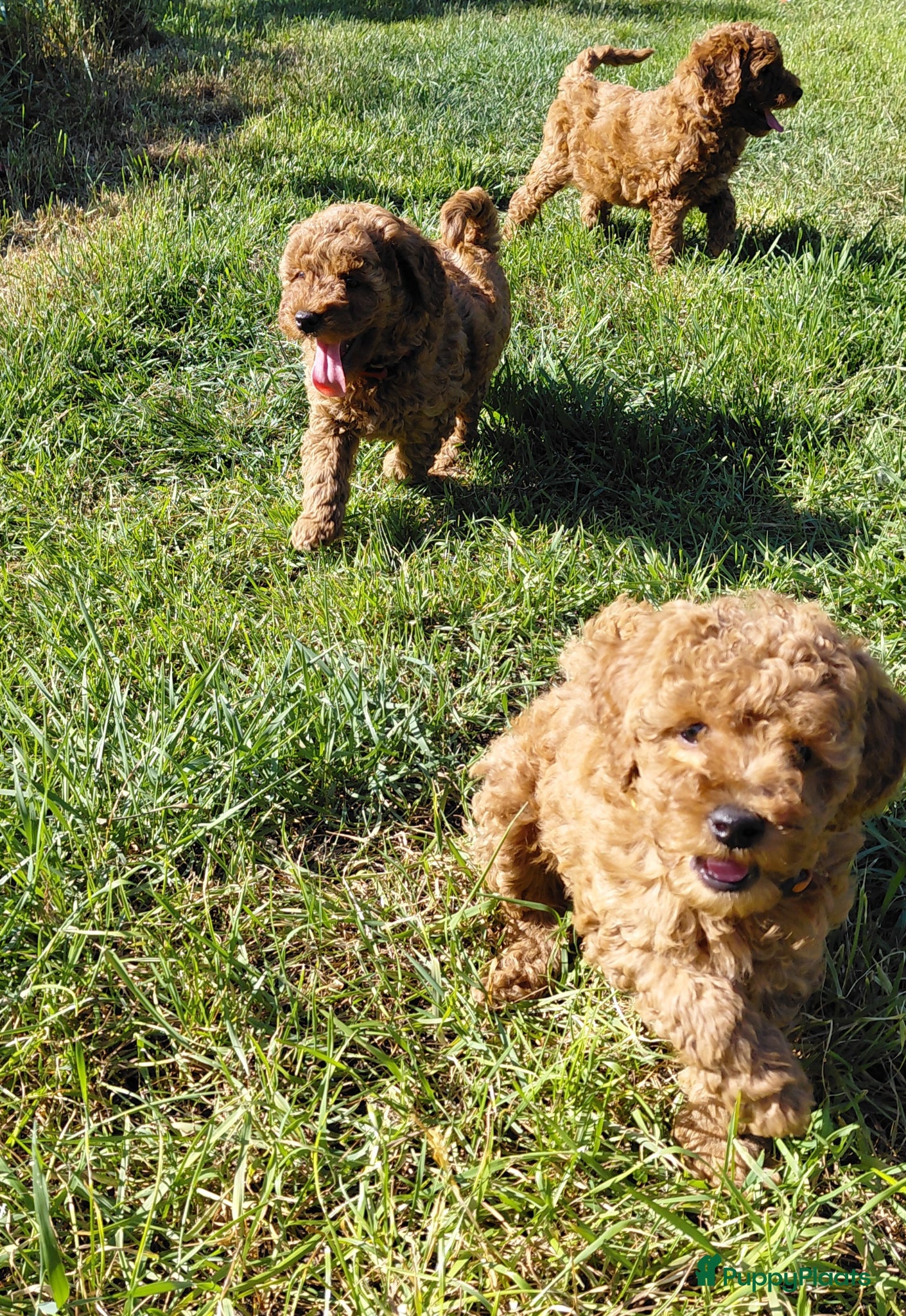 Poedel honden Dwergpoedel / Toypoedel pups te koop - Advertentie 1