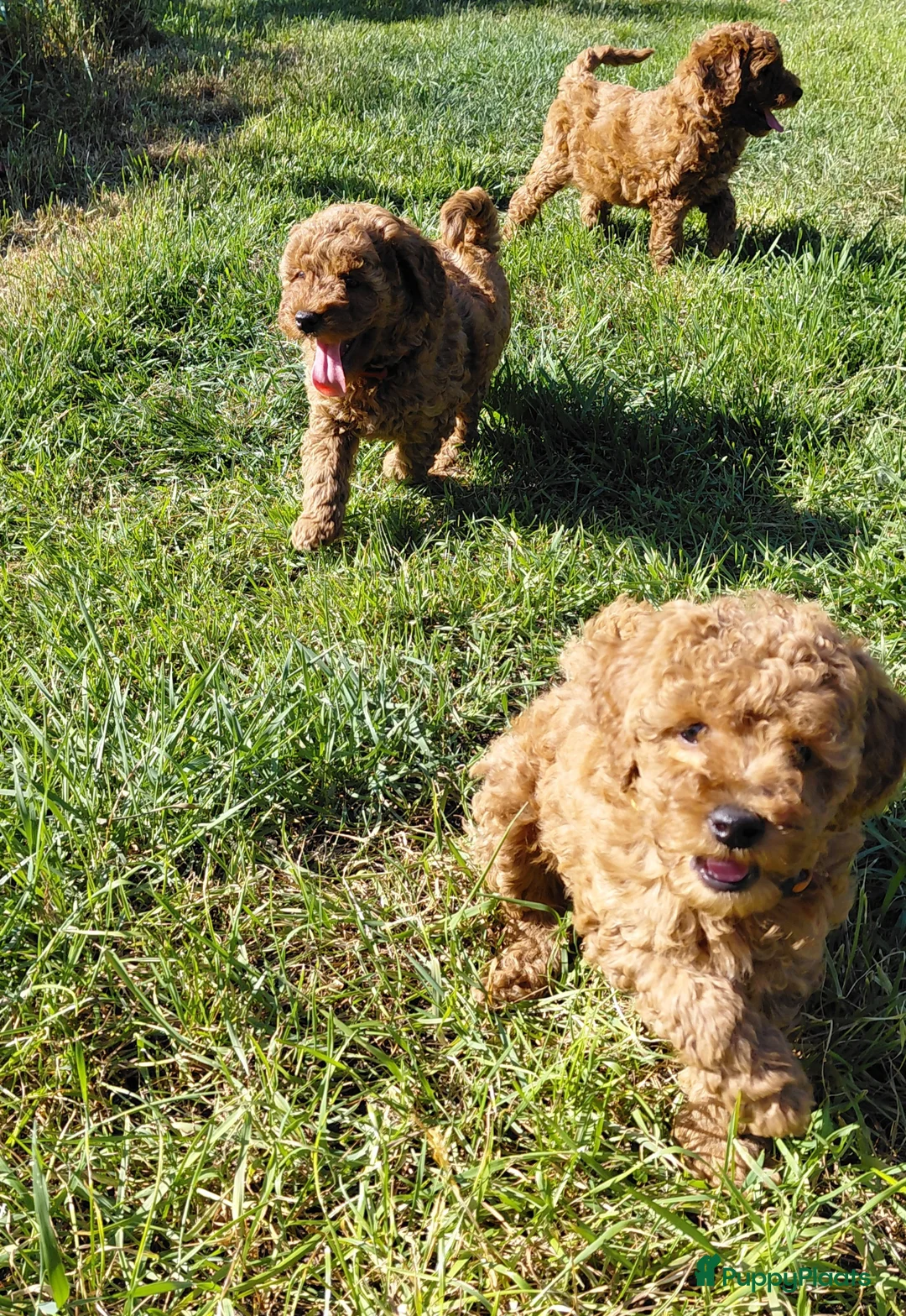 Poedel honden te koop: Dwergpoedel / Toypoedel pups te koop - Advertentie 1