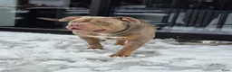 Amerikaanse Bully honden te koop: Prachtig nest American Bully pups - Advertentie 29