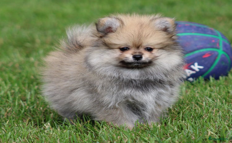 Pomchi honden - Advertentie 2