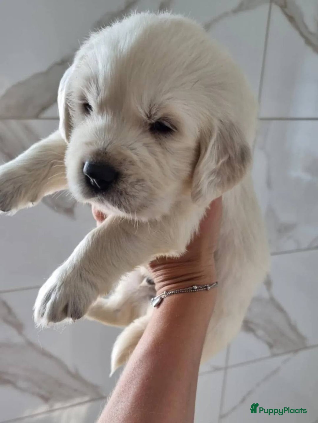 Golden Retriever honden te koop: Golden Retriever pups - Advertentie 3