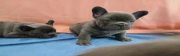 Franse Bulldog honden te koop: Franse Bulldog Pups met langer neusje Blauw&lilac - Advertentie 6