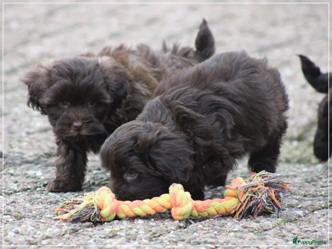 Kruising honden te koop: Knappe Mini doodle pups. - Advertentie 12