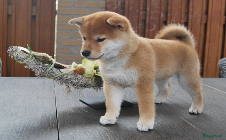 Shiba honden - Advertentie 3