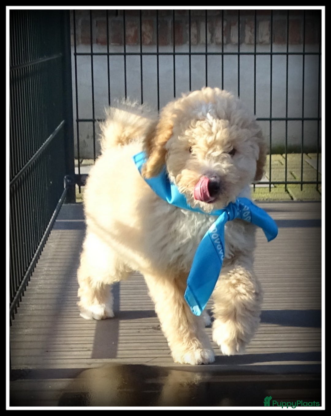 Labradoodle honden te koop: Labradoodle pups volledig geent. - Advertentie 2