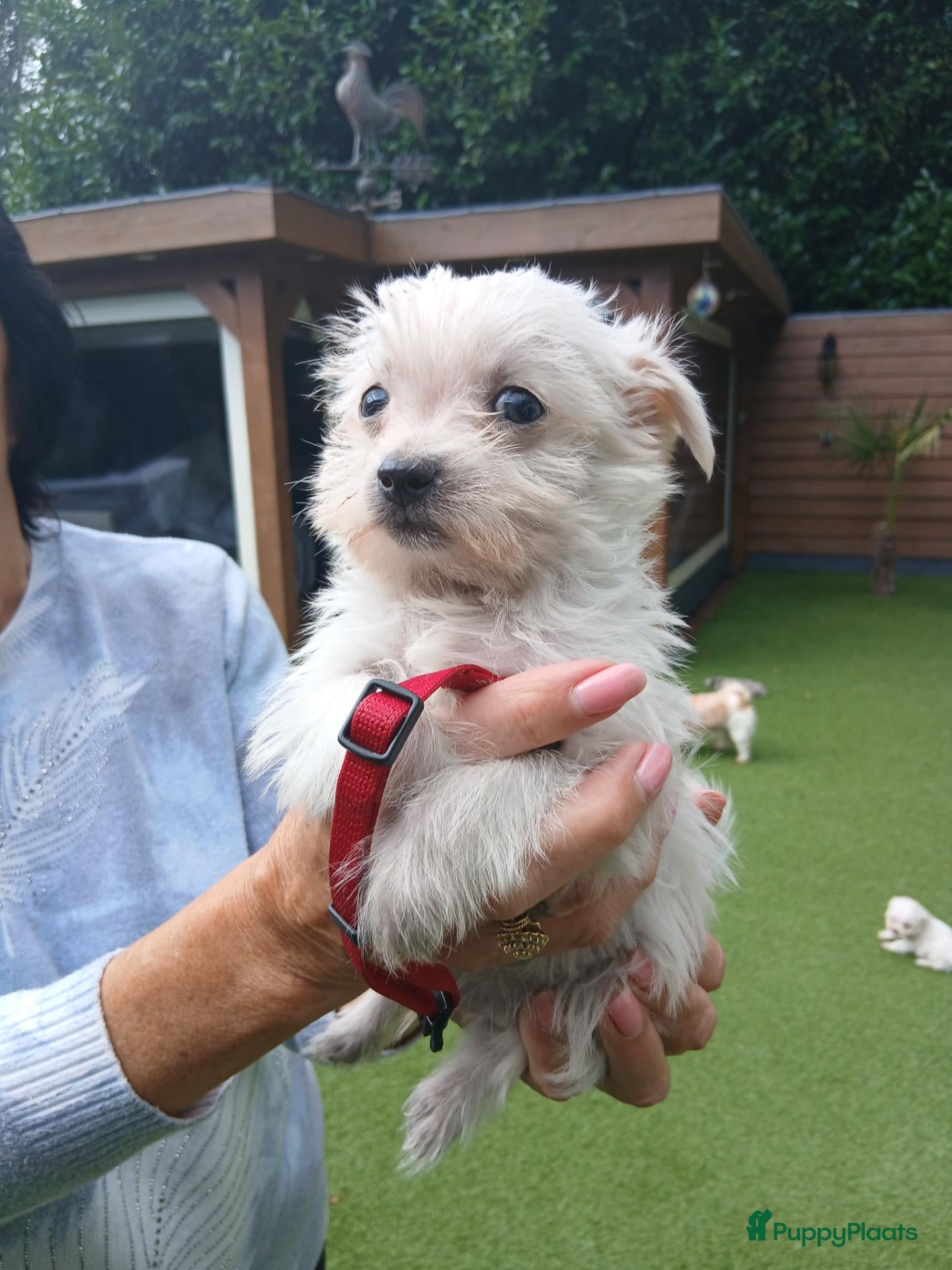 Boomer honden Laatste 2 prachtige boomer reutjesuit 1 malig nest - Advertentie 1