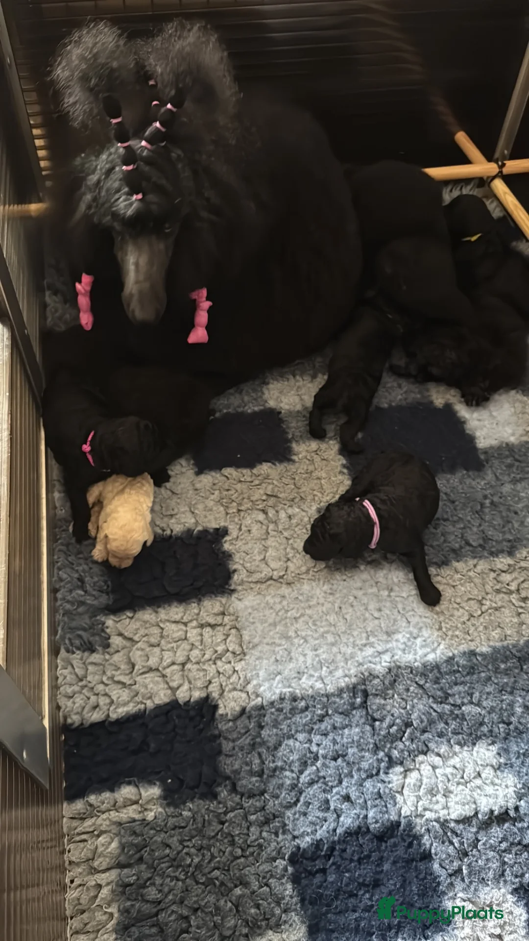 Poedel honden te koop: Grote poedel pup met fci stamboom - Advertentie 10