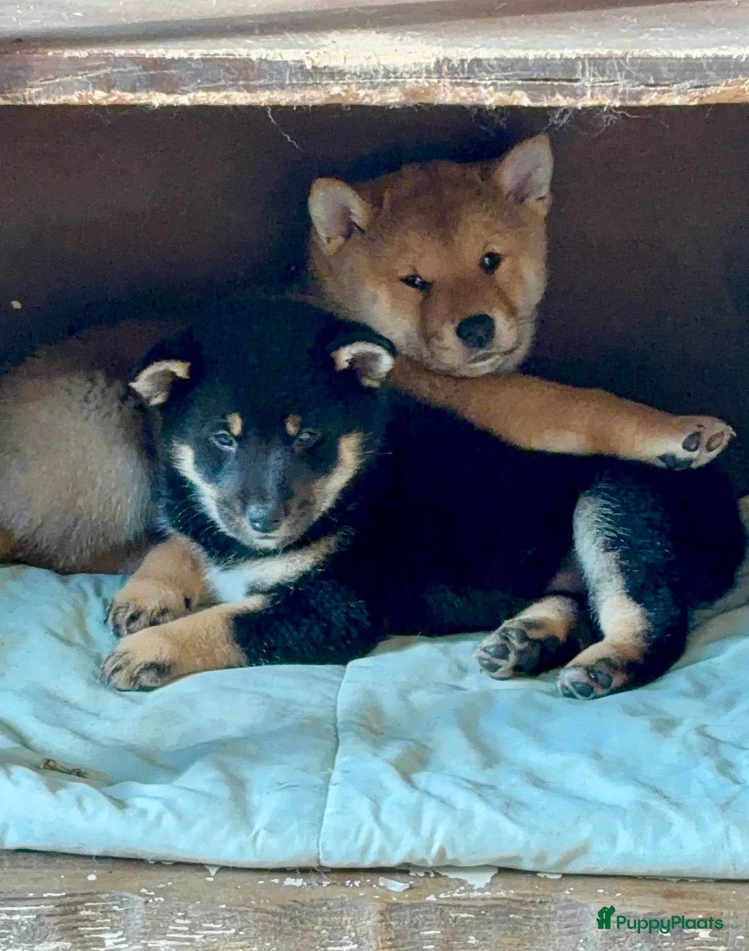 Shiba honden te koop: Shiba inu  - Advertentie 6