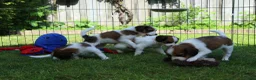 Kooikerhondje honden te koop: Raszuivere Kooikerpup reu. - Advertentie 16