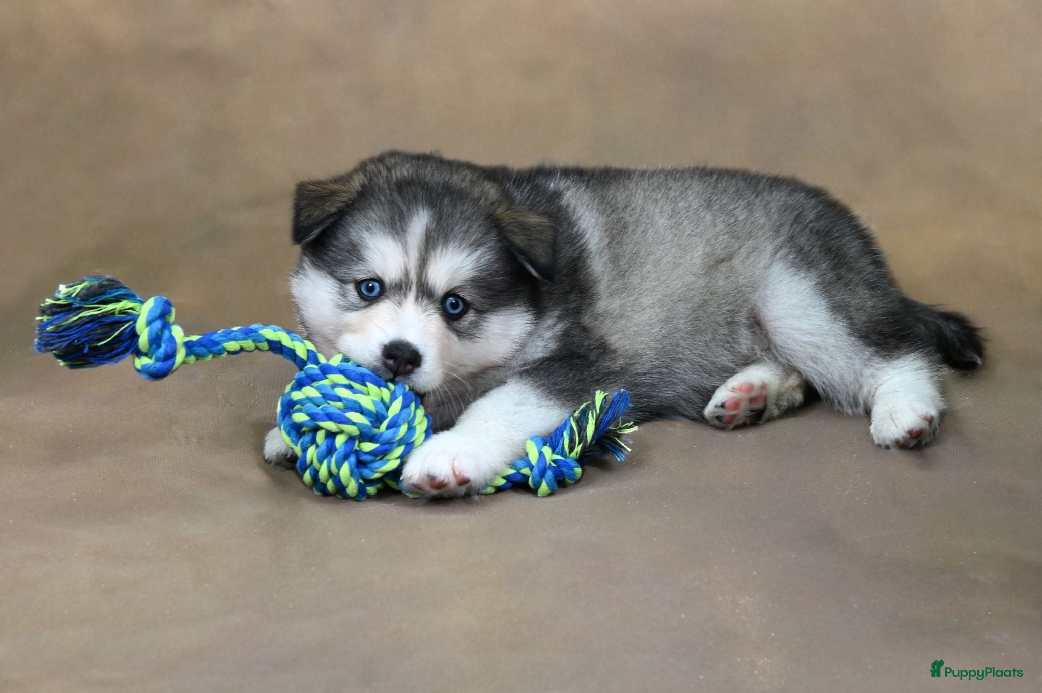 Pomsky honden te koop: Pomsky  - Advertentie 8