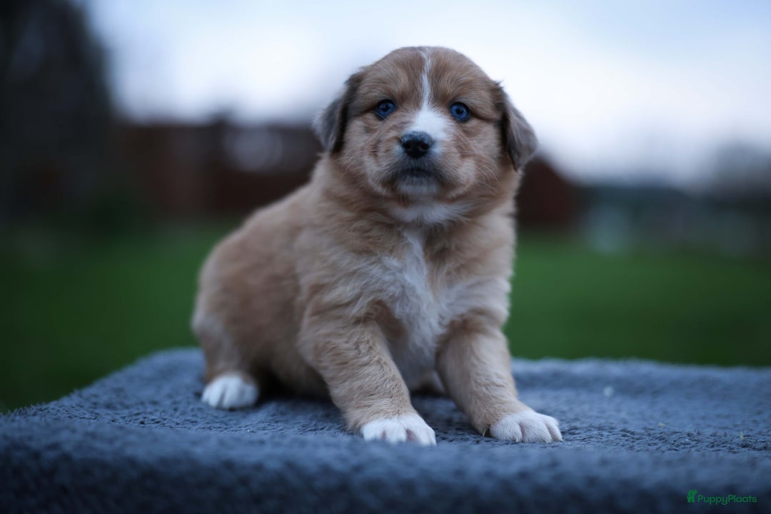 Nova Scotia Duck Tolling Retriever honden te koop: Toller x Australian Shepherd pups in Maurik - Afbeelding 8