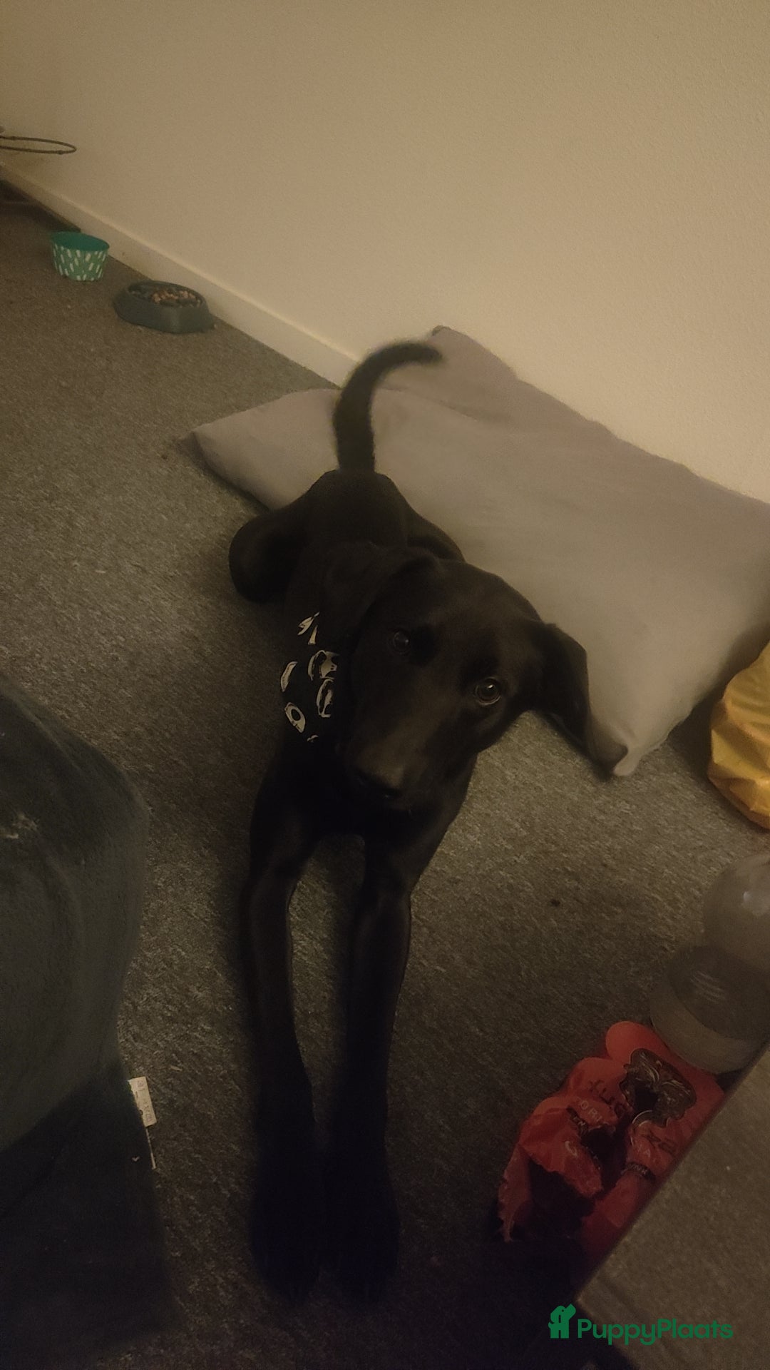 Kruising honden te koop: kruising labrador hazewind zoekt forever home  - Afbeelding 6