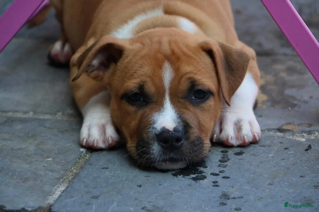 Galerij afbeelding {{count}}