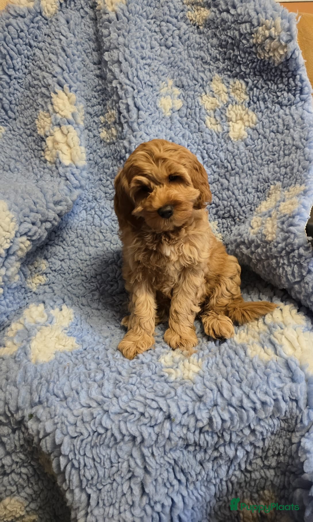 Australian Labradoodle honden Te koop Australië labradoodle met stamboom - Advertentie 1