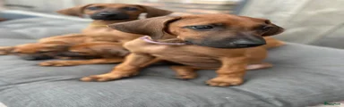 Rhodesian Ridgeback Puppy 10