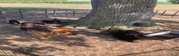 Duitse Herder honden te koop: Langharige Duitse herder puppy’s met rechter rug.  - Advertentie 2