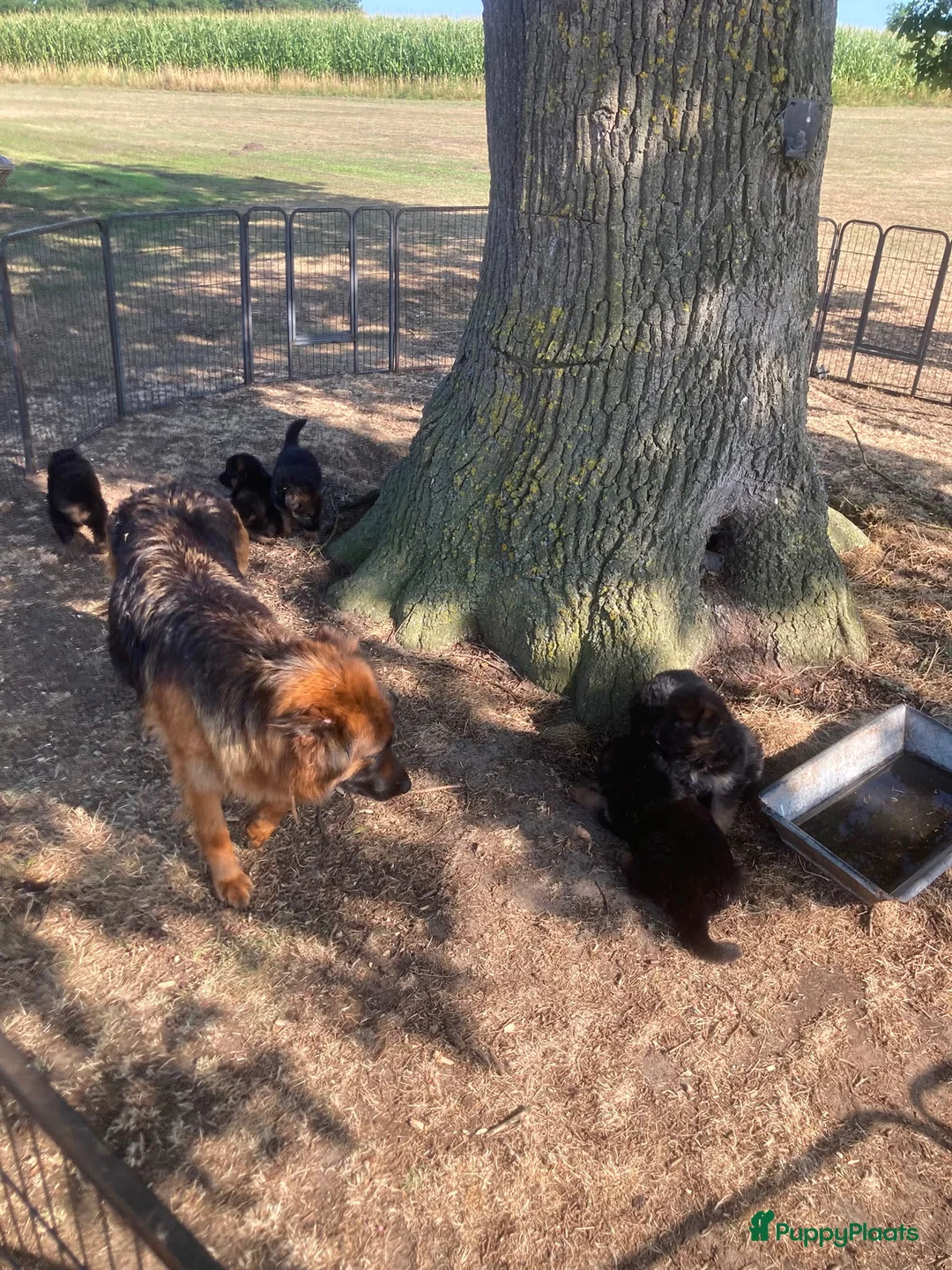 Duitse Herder honden te koop: Langharige Duitse herder puppy’s met rechter rug.  - Advertentie 2