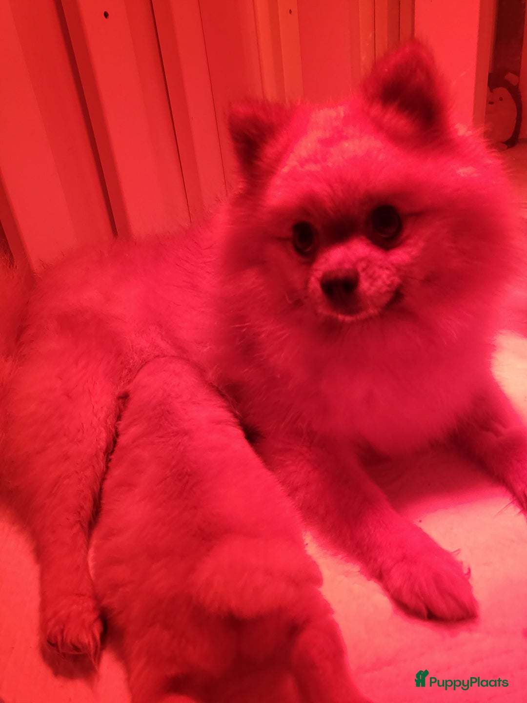 Pomeriaan honden te koop: Mooiste valentijns kado 🎁 pomeriaan teefje ❤️ - Advertentie 4