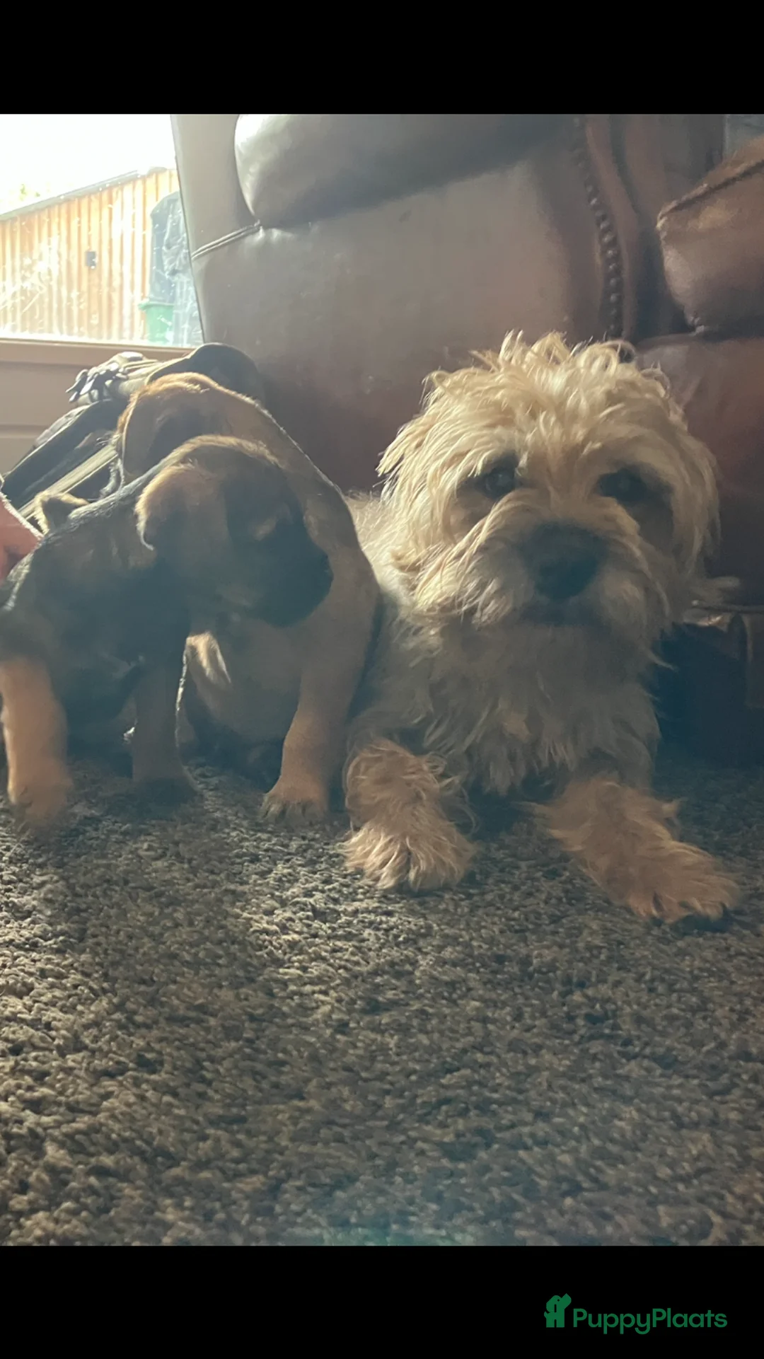 Border Terriër honden te koop: Super lieve border terriër pups te koop - Advertentie 6