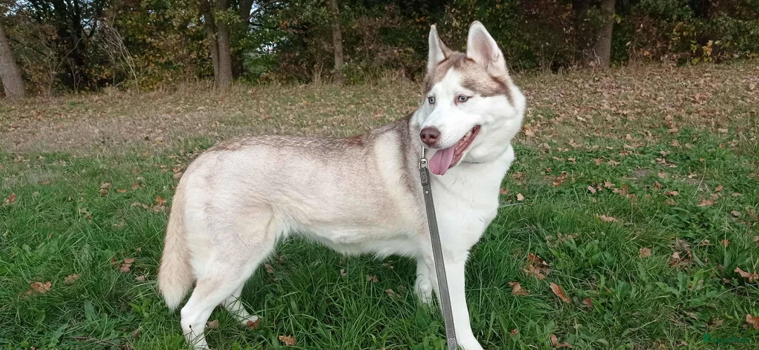 Siberische Husky honden te koop: Siberische husky pups - Advertentie 1