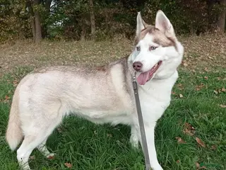 Siberische Husky honden Siberische husky pups - Advertentie 2