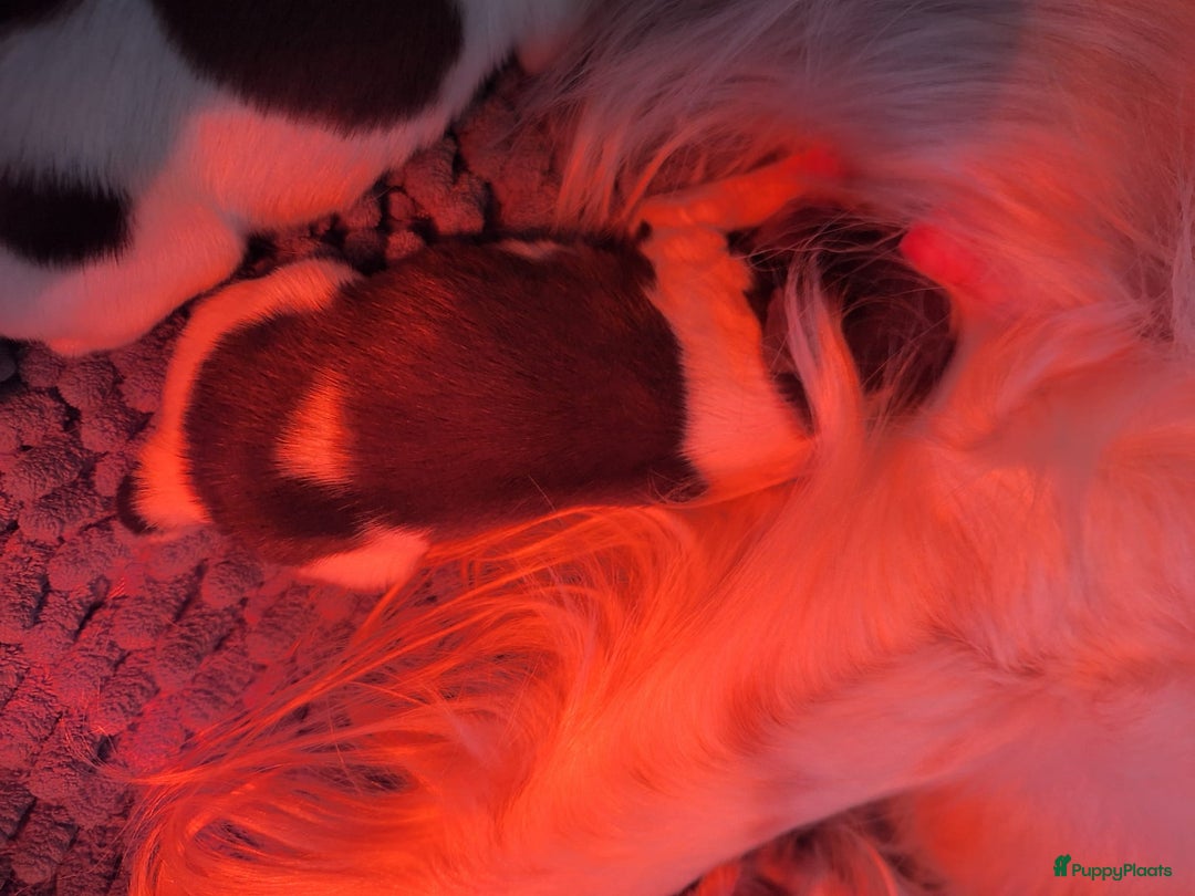 Kooikerhondje honden te koop: Supermooie gesocialiseerde reutjes - Advertentie 7