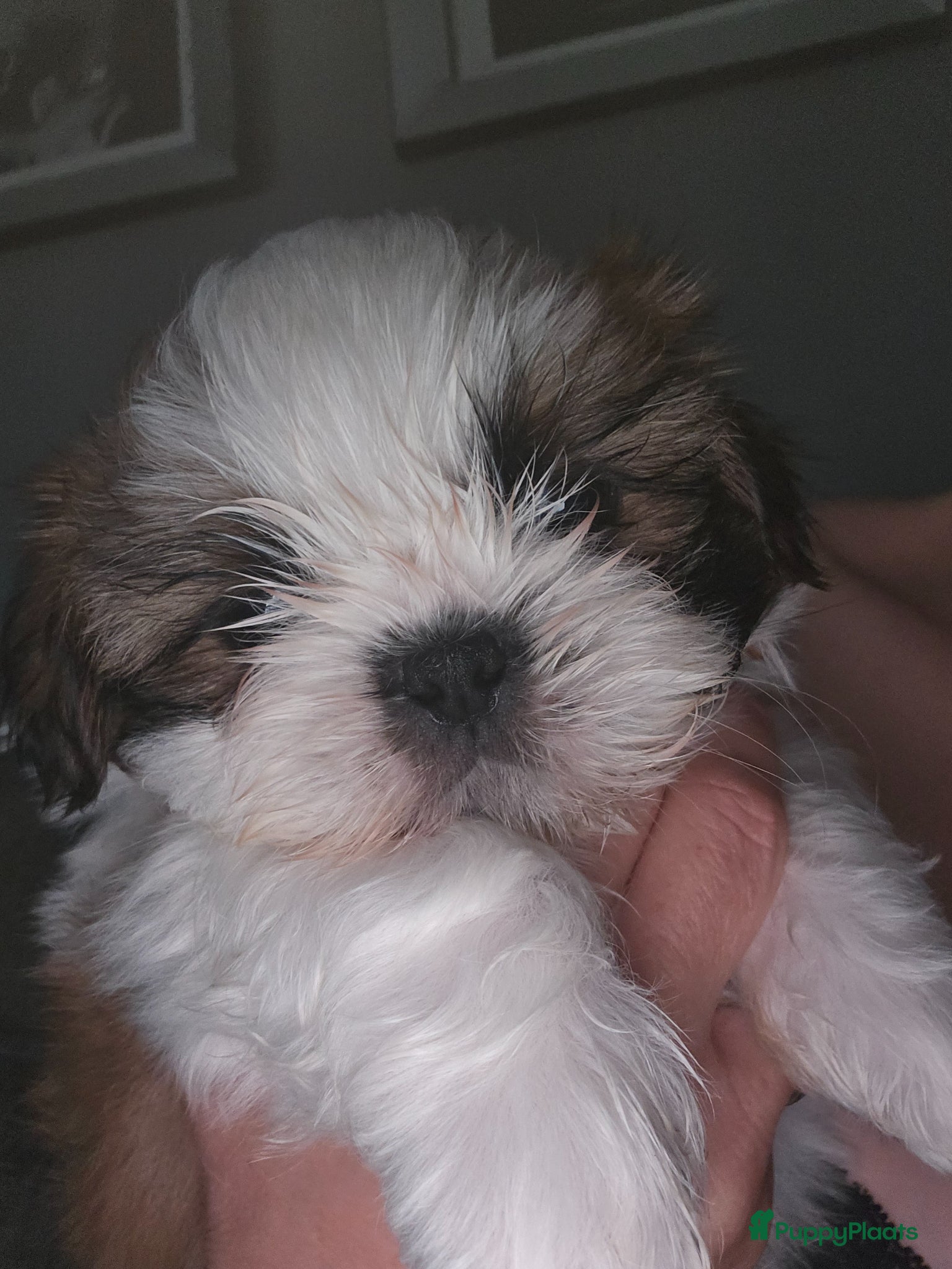 Shih Tzu honden te koop: Beschikbaar raszuivere shih-tzu pups  - Advertentie 4