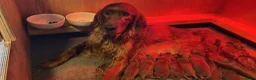 Ierse Setter honden te koop: Ierse setter  in Volkel - Advertentie 1