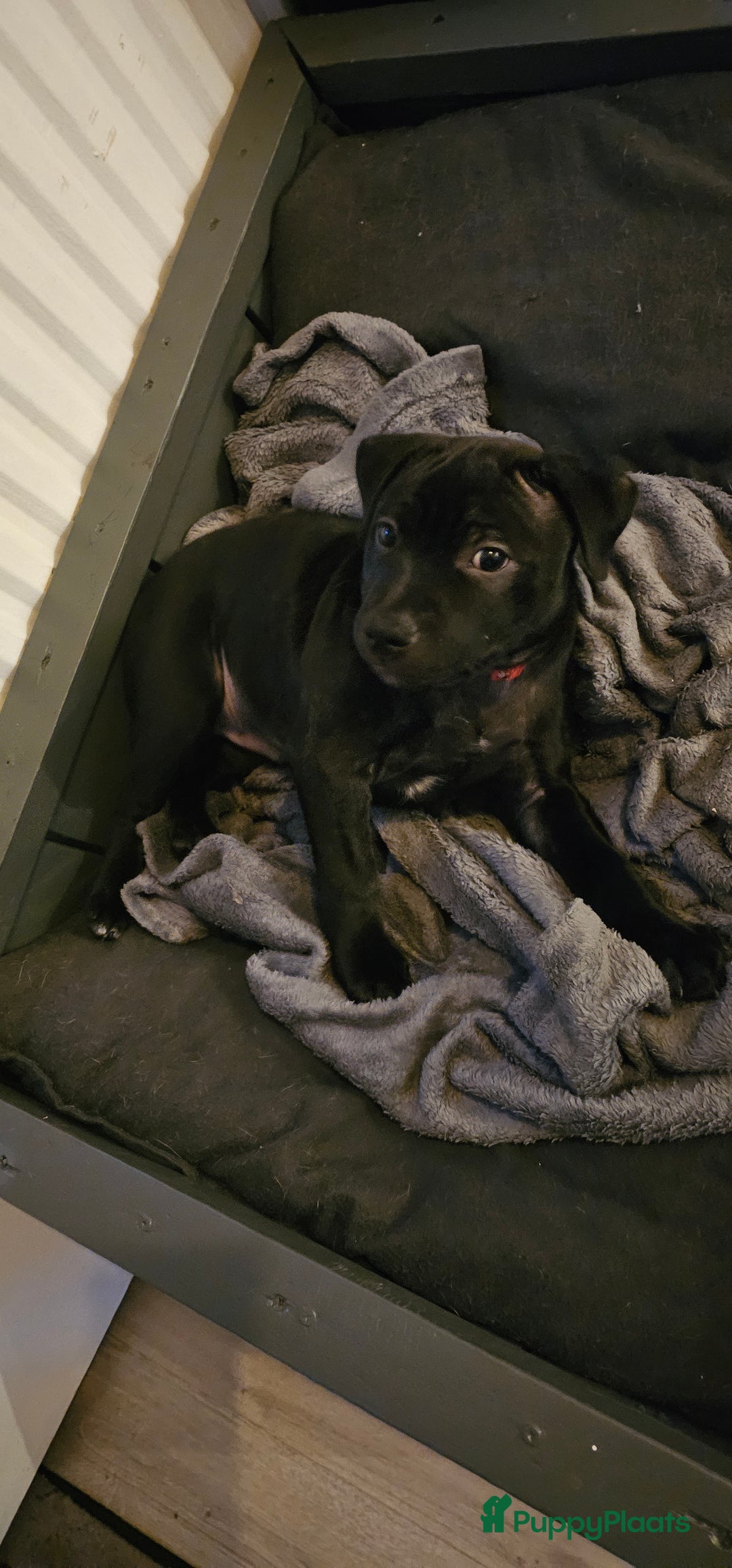 Engelse Stafford honden te koop: Engelse Staffordshire Bull terrier, Laatse Pup! - Advertentie 4