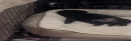 Shihpoo honden te koop: Nog twee puppy’s beschikbaar  - Advertentie 9