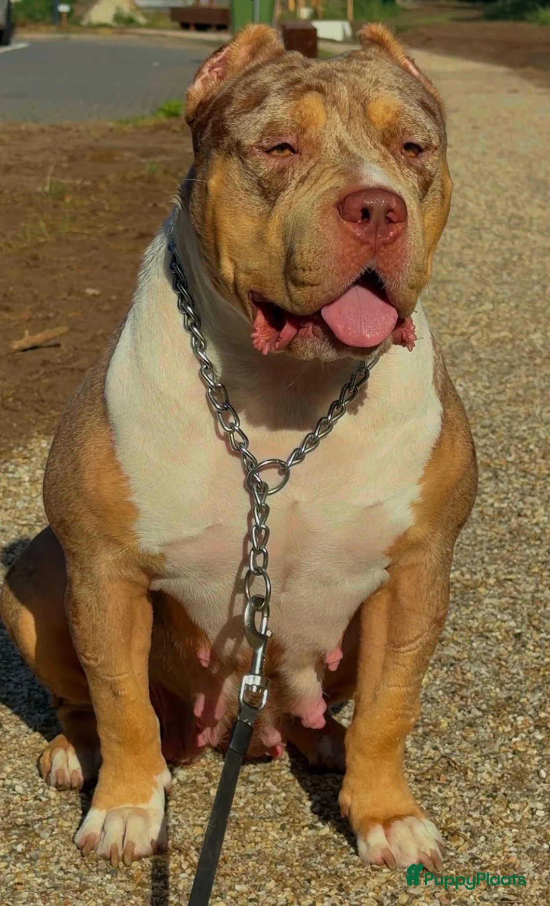 Amerikaanse Bully honden te koop: American Bully xl puppy’s  in Eindhoven - Advertentie 2