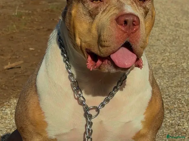 Amerikaanse Bully honden American Bully xl puppy’s - Advertentie 2