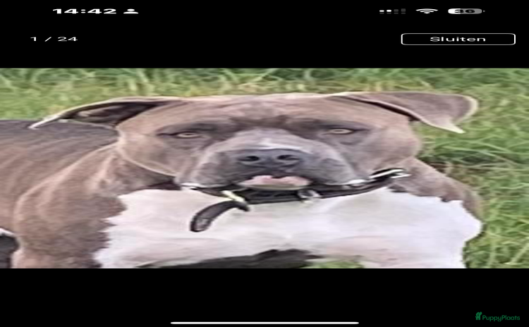 American Staffordshire Terriër honden in Gemert - Advertentie 13