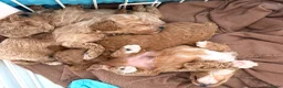 Maltipoo honden te koop: Mini maltipoo f1 b super mooie, gezonde pups - Advertentie 20