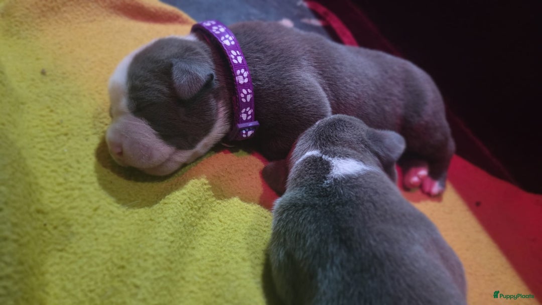 Amerikaanse Bully honden te koop: Hele lieve American bully xl pups - Advertentie 2