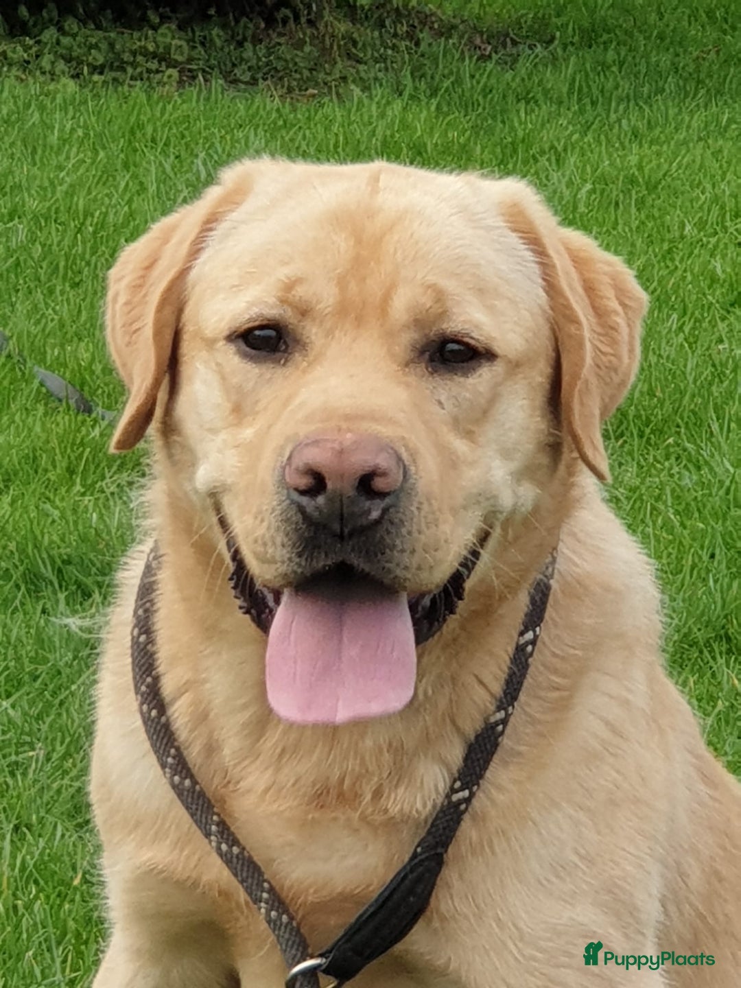 Labrador Retriever honden te koop: Raszuivere labradors - Advertentie 6