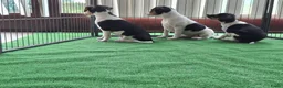 Fox Terriër Gladhaar honden te koop: boerenfox pups - Advertentie 9