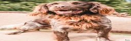 Heidewachtel honden te koop: Kleine Münsterlander reu met stamboom  - Advertentie 4