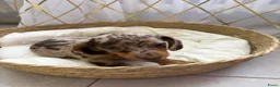 Teckel (korthaar)  honden te koop: Dwerg Harlequin Teckel pupjes - Advertentie 10