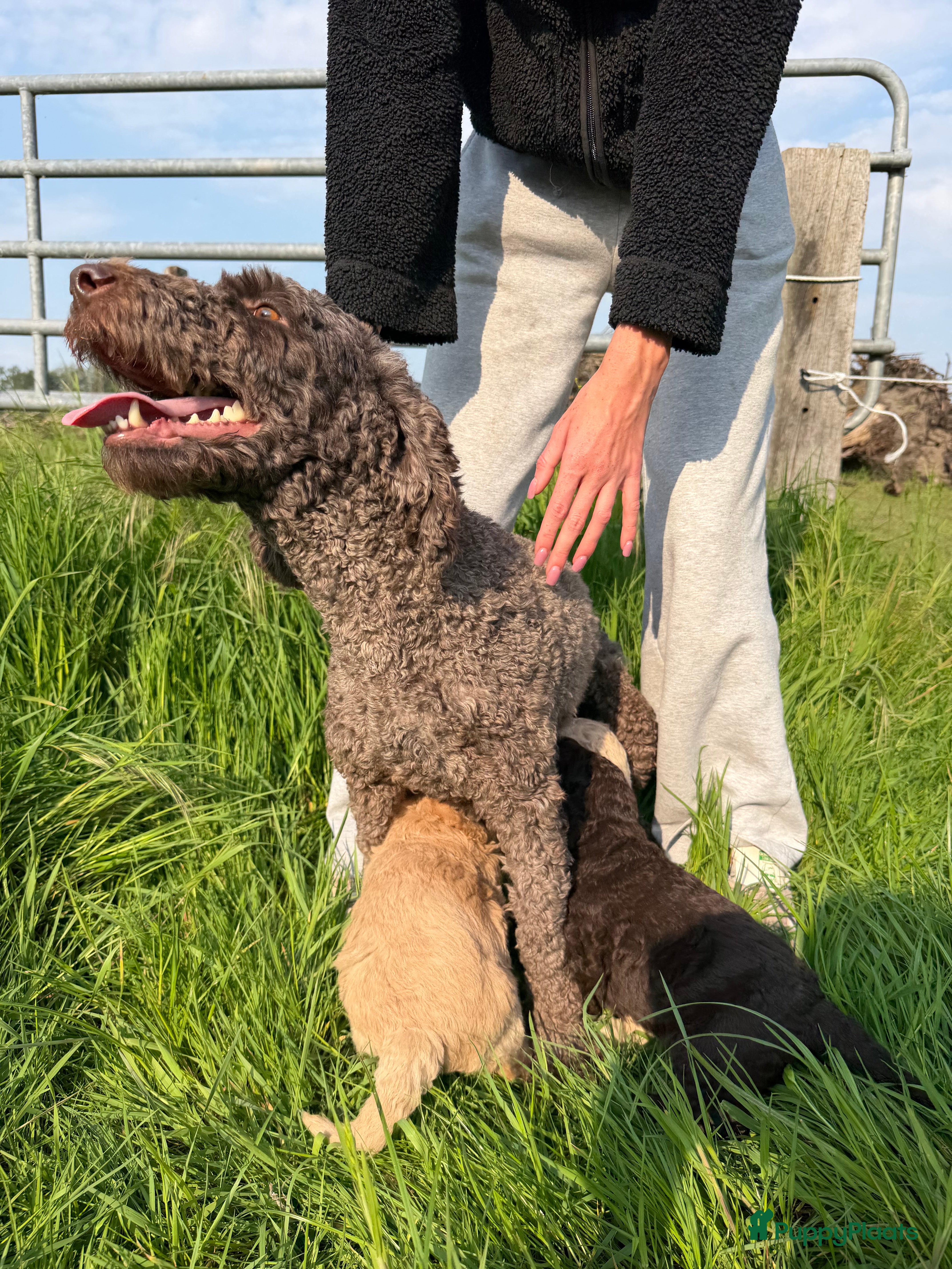 Labradoodle honden Mooie medium Labradoodle pups - Advertentie 11