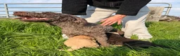 Labradoodle honden te koop: Mooie medium Labradoodle pups - Advertentie 1