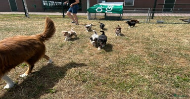 Australian Shepherd honden - Advertentie 12