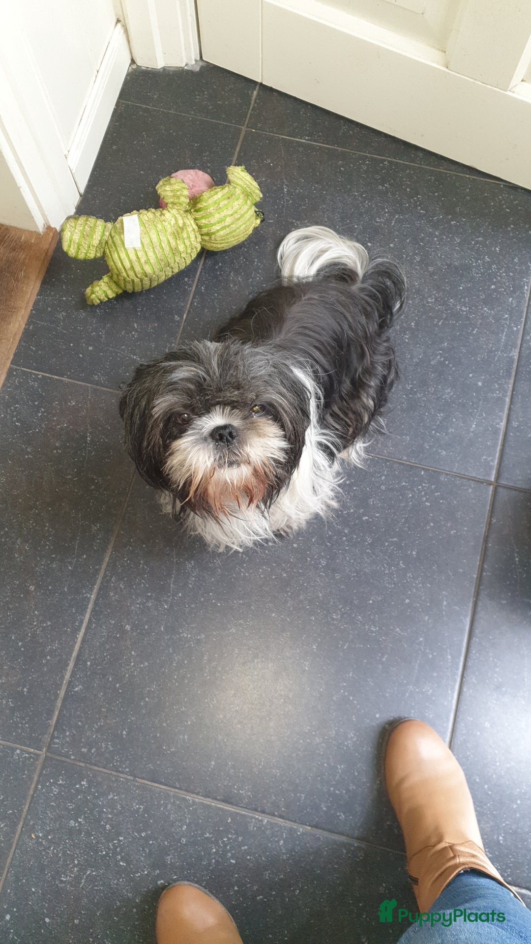 Boomer honden te koop: Boomer kruising shih-tzu  in Moerdijk - Afbeelding 4