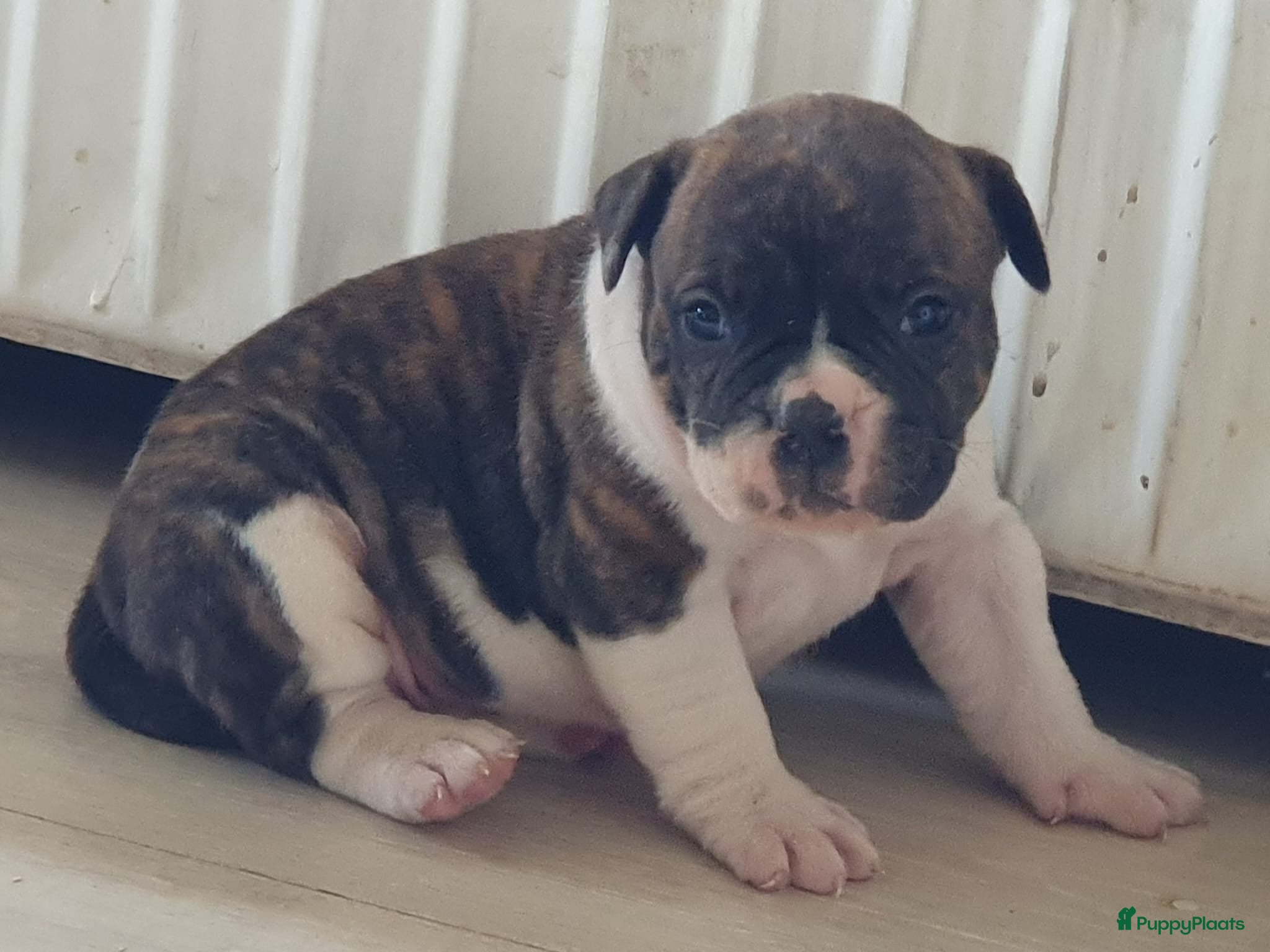 Amerikaanse Bulldog honden Prachtige Amerikaanse bulldog pups met stamboom - Advertentie 1