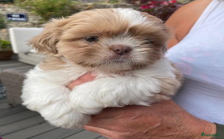 Shih Tzu honden - Advertentie 1