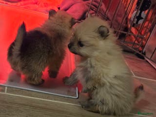 Pomeriaan honden Mooie pomeriaanpups te koop - Advertentie 7