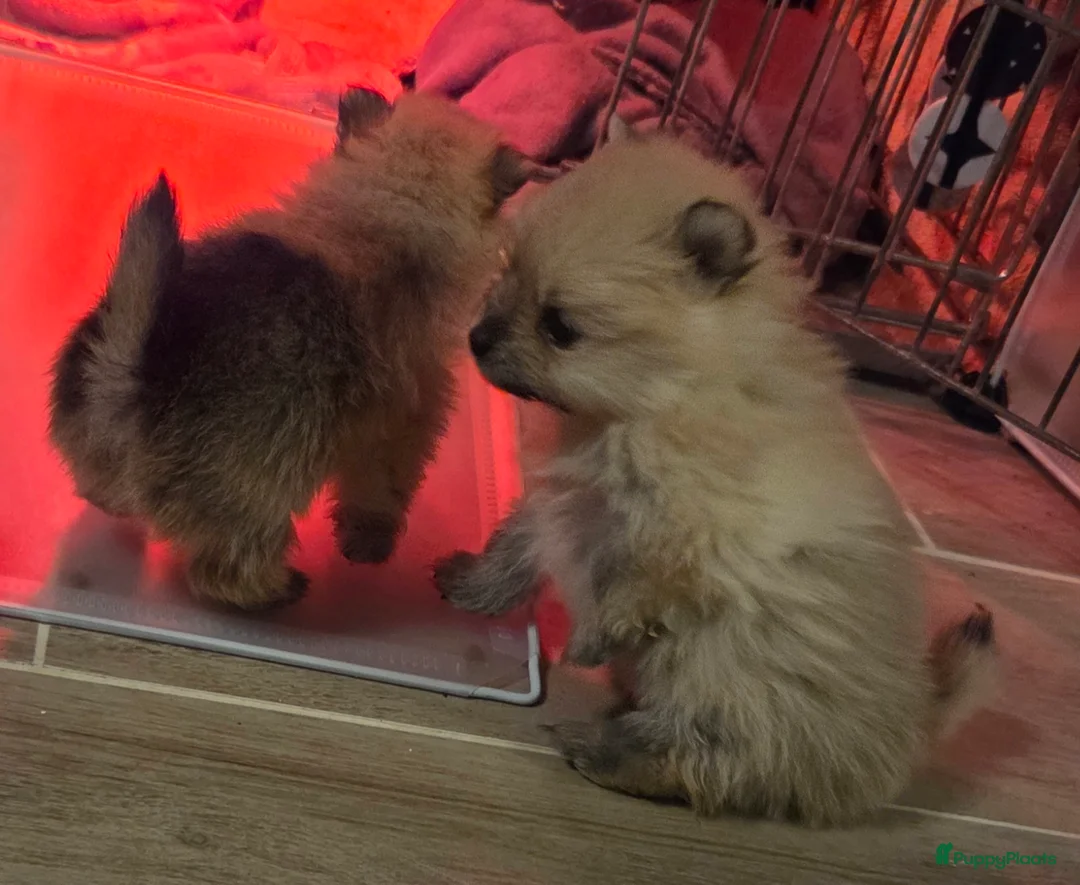 Pomeriaan honden te koop: Mooie pomeriaanpups te koop - Advertentie 1