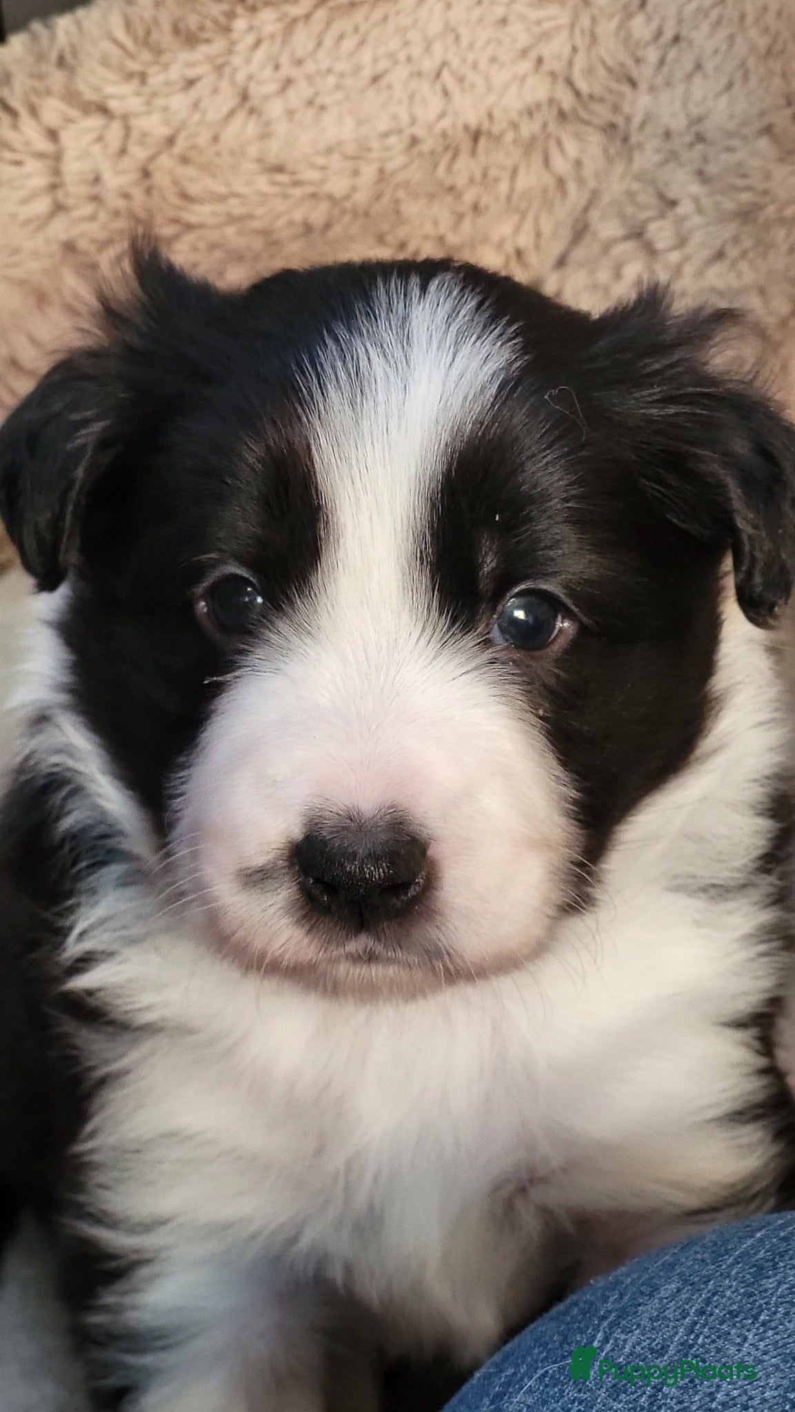 Border Collie honden Border collie pups, zwwit (reutjes) FCI stamboom - Advertentie 2