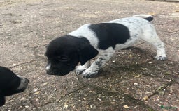 Duitse Staande Hond Korthaar honden te koop: Duitse staande korthaar pups - Afbeelding 5